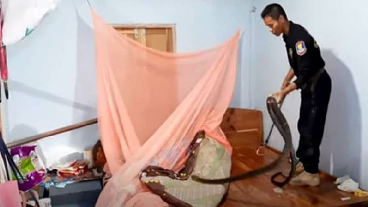 ശബ്ദം കേട്ട് ഉണർന്ന വീട്ടമ്മ കിടക്കയിൽ കണ്ടത് കൂറ്റന് രാജവെമ്പാലയെ; പിന്നീട് സംഭവിച്ചത്... ശബ്ദം കേട്ട് ഉണർന്ന വീട്ടമ്മ കിടക്കയിൽ കണ്ടത് കൂറ്റന് രാജവെമ്പാലയെ; പിന്നീട് സംഭവിച്ചത്...