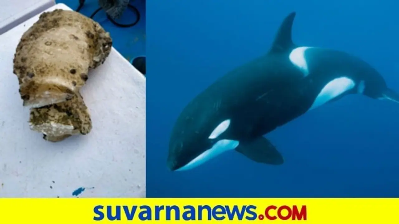 ಸತ್ತ ತಿಮಿಂಗಿಲ ದೇಹದೊಳಗಿತ್ತು 10 ಕೋಟಿ ನಿಧಿ : ಕೋಟ್ಯಧೀಶರಾದ ಬಡ ಮೀನುಗಾರರು