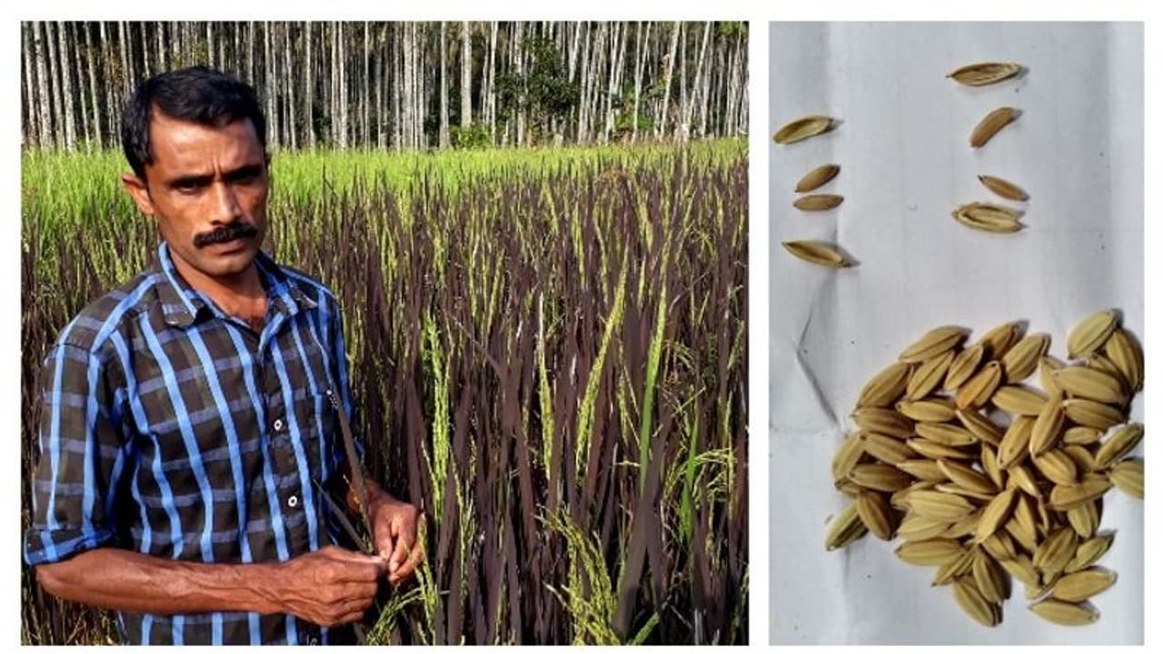 ഒരു നെന്മണിയുടെ സ്ഥാനത്ത് രണ്ട് നെന്മണി; യുവകര്ഷകന് സ്വാമിനാഥന് ഫൗണ്ടേഷന് പുരസ്കാരം ഒരു നെന്മണിയുടെ സ്ഥാനത്ത് രണ്ട് നെന്മണി; യുവകര്ഷകന് സ്വാമിനാഥന് ഫൗണ്ടേഷന് പുരസ്കാരം