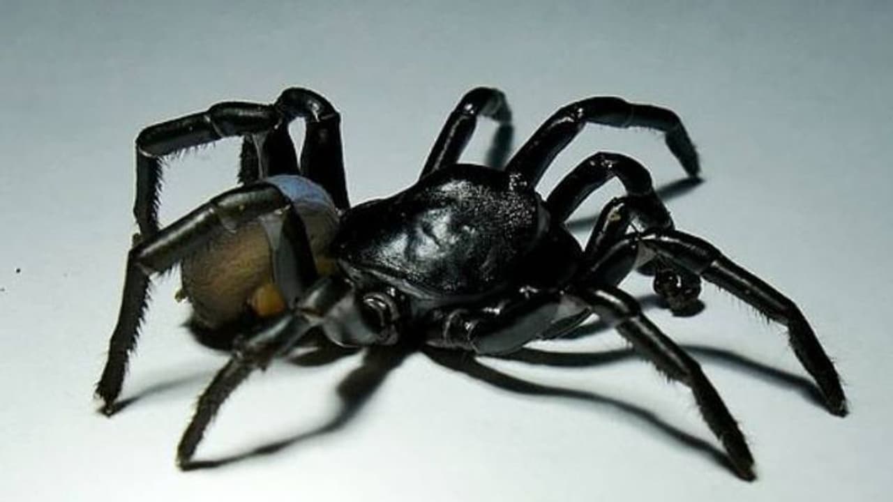 പുതിയ ഇനം തിളങ്ങുന്ന ചിലന്തിയെ കണ്ടെത്തി, പ്രത്യേകതകൾ ഇവയാണ്...