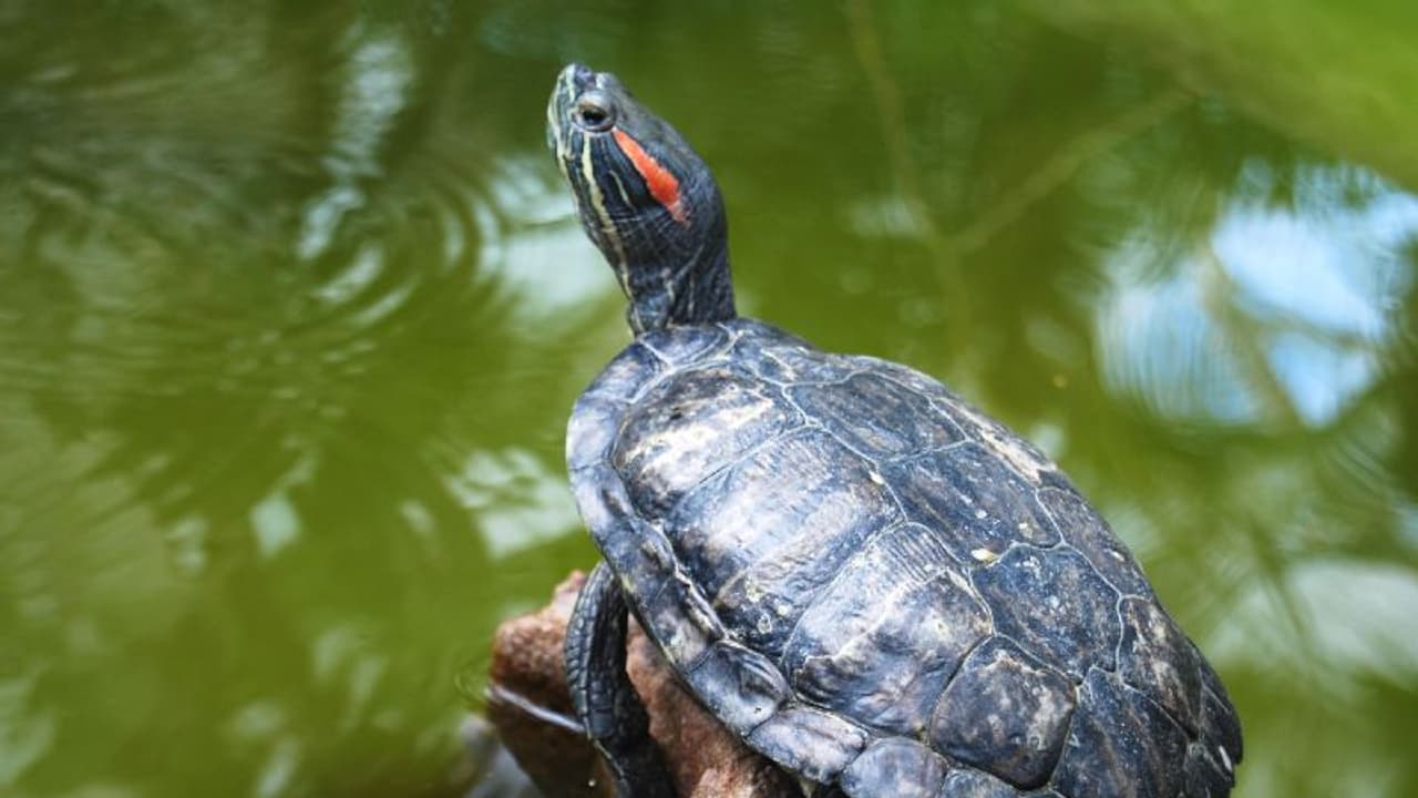 ലോകത്തെ വിറപ്പിക്കുന്ന അധിനിവേശ ആമകള്‍ കേരളത്തിലുമെത്തി!