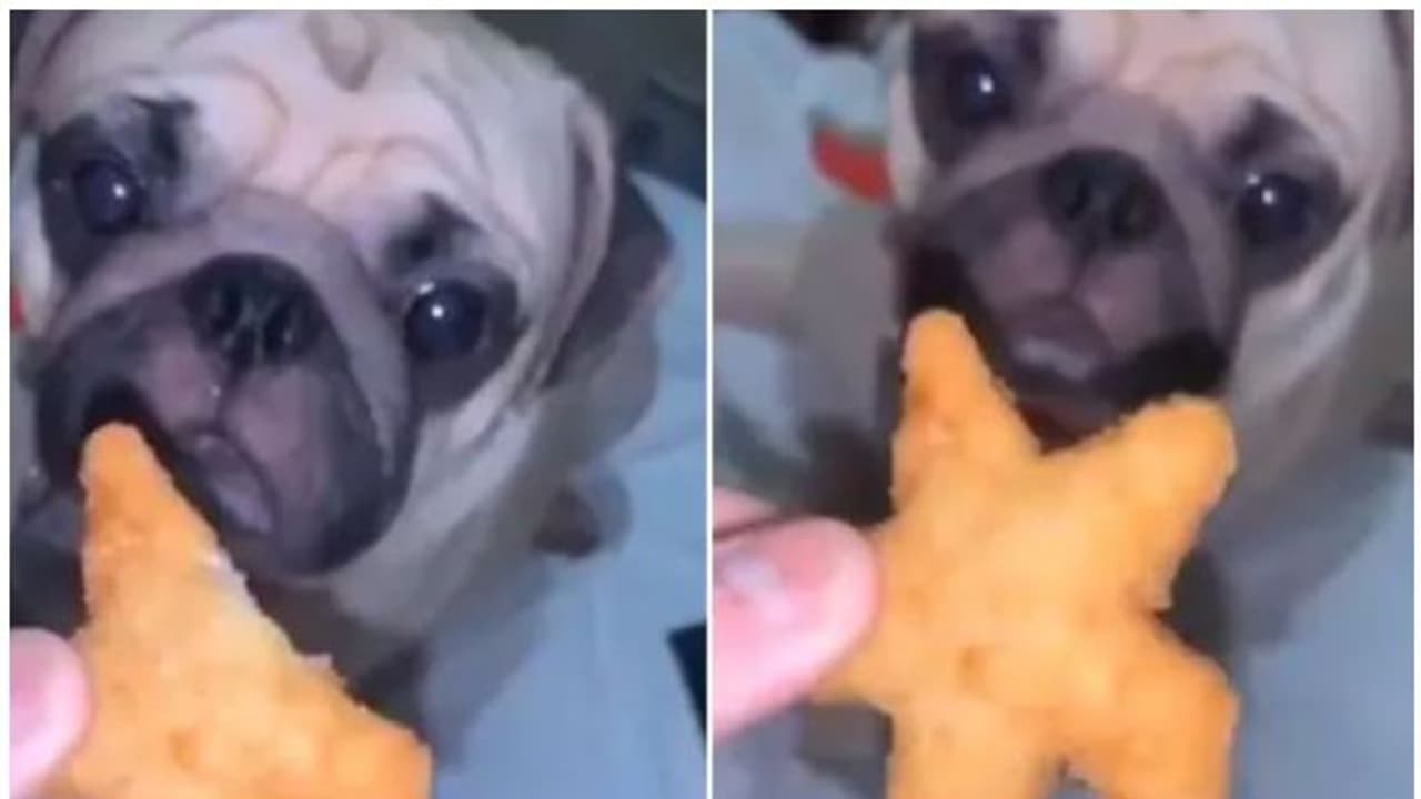 നഗ്ഗറ്റ്സ് കഴിക്കുന്ന ക്യൂട്ട് നായ്ക്കുട്ടി; വീഡിയോ കാണാം നഗ്ഗറ്റ്സ് കഴിക്കുന്ന ക്യൂട്ട് നായ്ക്കുട്ടി; വീഡിയോ കാണാം