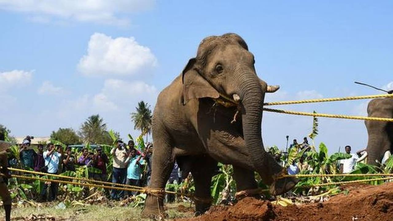 யானைகள் வழித்தட வழக்கு... கோவை ஆட்சியருக்கு கெடு விதித்து ஐகோர்ட் அதிரடி...! யானைகள் வழித்தட வழக்கு... கோவை ஆட்சியருக்கு கெடு விதித்து ஐகோர்ட் அதிரடி...!