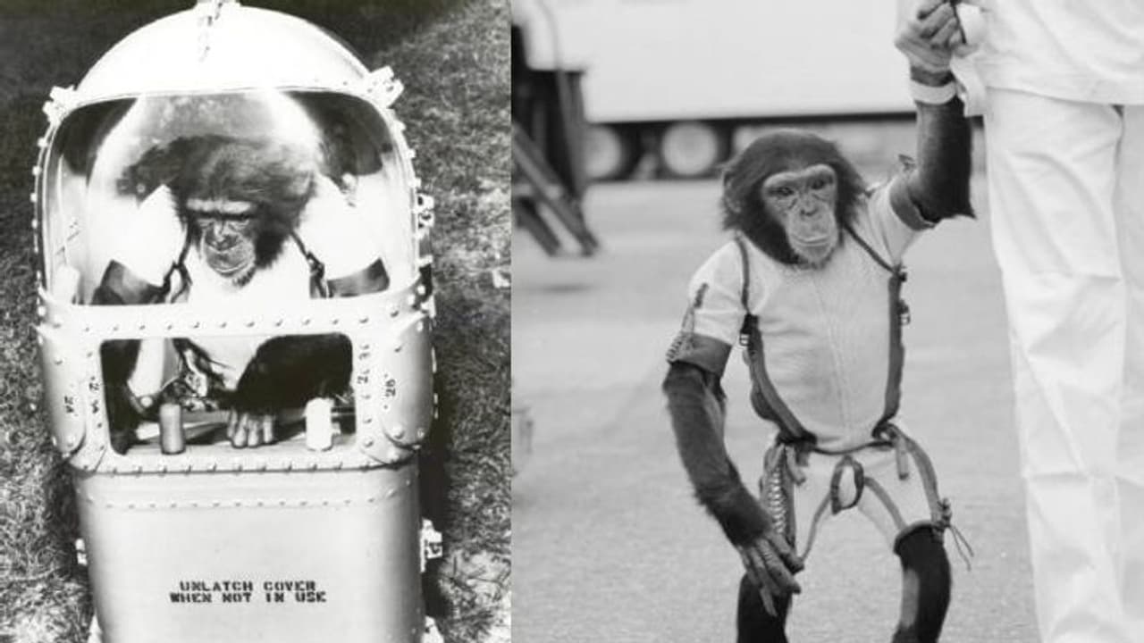 ഹാം എന്ന ചിമ്പാൻസിയുടെ ബഹിരാകാശ യാത്ര, മനുഷ്യനും മുമ്പേ കുതിച്ചവൻ തിരികെയെത്തിയത് ഇങ്ങനെ...