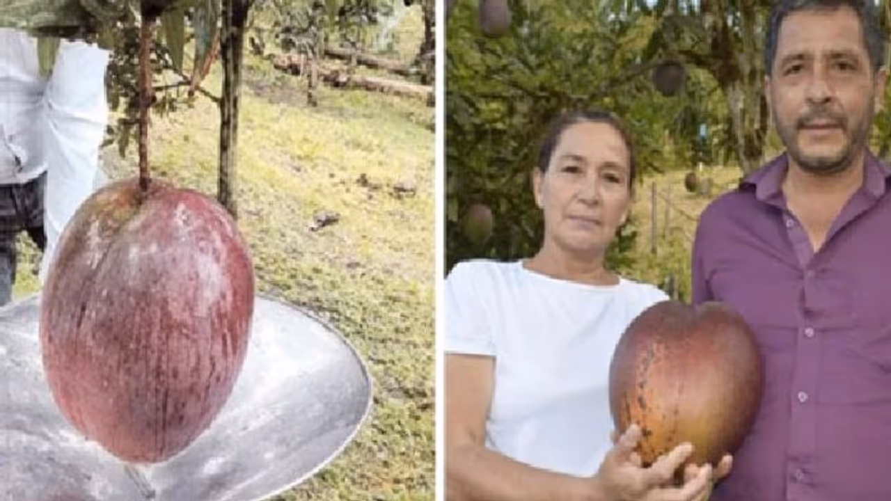 ലോകത്തിലെ ഏറ്റവും ഭാരം കൂടിയ മാമ്പഴം; ഗിന്നസ് റെക്കോര്‍ഡില്‍ ഇടം നേടി കര്‍ഷകര്‍