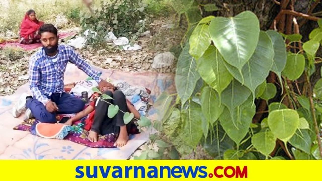 ಕೊರೋನಾ ಪಾಸಿಟಿವ್: ಆಕ್ಸಿಜನ್‌ಗಾಗಿ ಅಶ್ವತ್ಥ ಮರದಡಿ ಠಿಕಾಣಿ ಹೂಡಿದ ಜನ