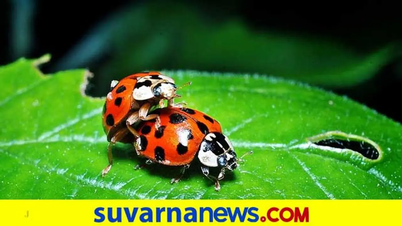 ಪ್ರಾಚೀನ ಭಾರತದಲ್ಲಿ ಸೆಕ್ಸ್ ಹೀಗಿತ್ತು! ನಿಮಗಿವು ಗೊತ್ತೆ? ಪ್ರಾಚೀನ ಭಾರತದಲ್ಲಿ ಸೆಕ್ಸ್ ಹೀಗಿತ್ತು! ನಿಮಗಿವು ಗೊತ್ತೆ?