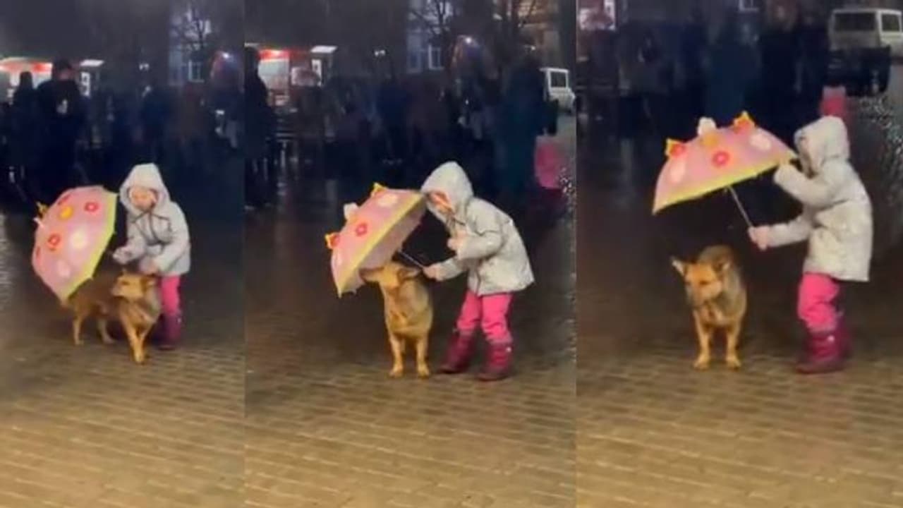 മഴ നനയാതെ നായയെ കുട ചൂടിച്ച് കുരുന്ന്; ഹൃദയം കവരുന്ന ദൃശ്യങ്ങൾ... മഴ നനയാതെ നായയെ കുട ചൂടിച്ച് കുരുന്ന്; ഹൃദയം കവരുന്ന ദൃശ്യങ്ങൾ...