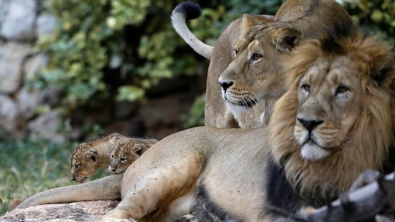 హైద్రాబాద్‌ 'జూ'లో కరోనా కలకలం:ఎనిమిది సింహాలకు కోవిడ్