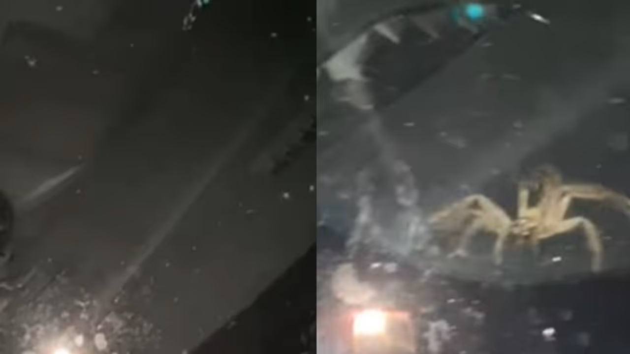 ഏതാനും നാളുകളായി പാര്‍ക്കിംഗില്‍ ആയിരുന്ന കാര്‍ തുറന്നപ്പോള്‍ കണ്ടത്; വൈറലായി വീഡിയോ