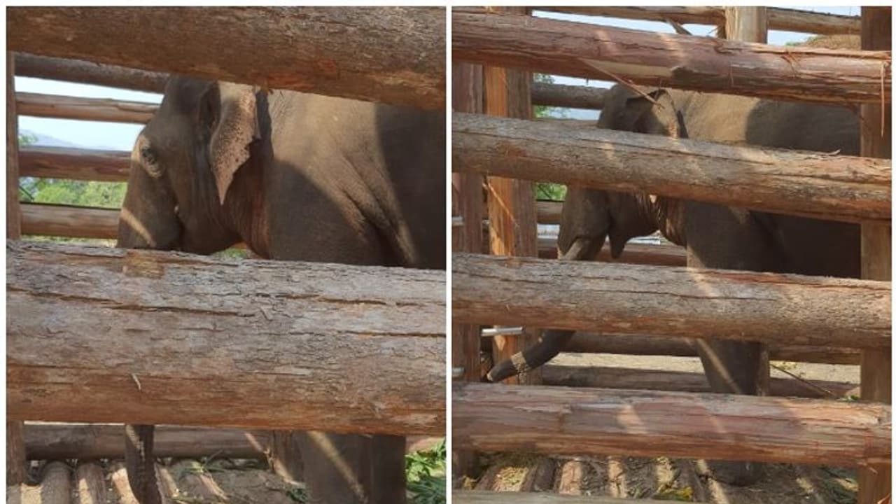 റിവാള്ഡോ' കൂട്ടിലായി; കൊമ്പനെ തളച്ചത് ചികിത്സ നല്കാന് റിവാള്ഡോ' കൂട്ടിലായി; കൊമ്പനെ തളച്ചത് ചികിത്സ നല്കാന്