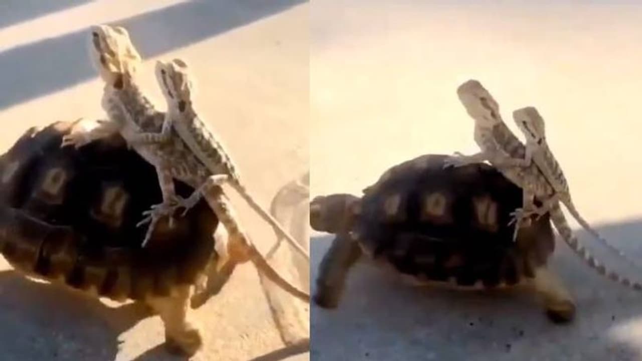 ആമപ്പുറത്ത് കയറി ഓന്തുകളുടെ യാത്ര; വൈറലായി വീഡിയോ ആമപ്പുറത്ത് കയറി ഓന്തുകളുടെ യാത്ര; വൈറലായി വീഡിയോ