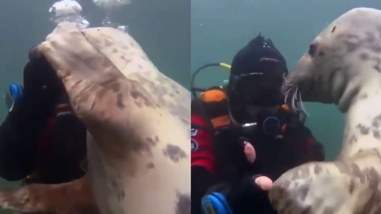 গভীর সমুদ্রে ভালোবাসার ছোঁয়া, যা মন ছুঁয়েছে সাইবারবাসীর