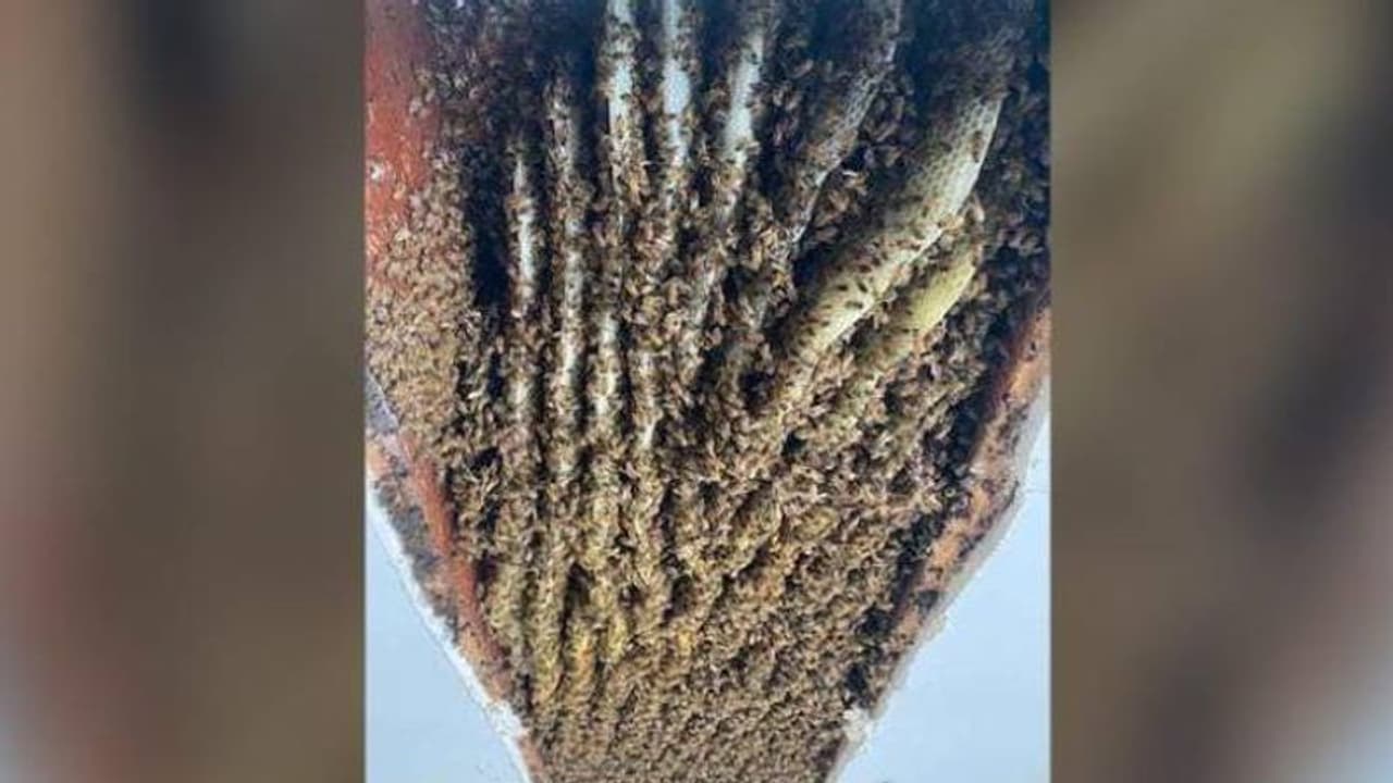 ഒരുവീട്ടിൽ നിന്നും ഒഴിപ്പിച്ചത് ഒരുലക്ഷം തേനീച്ചകളെ, ഇത്രയധികം തേനീച്ചകളെത്തുന്നത് ഇത് രണ്ടാംവട്ടം