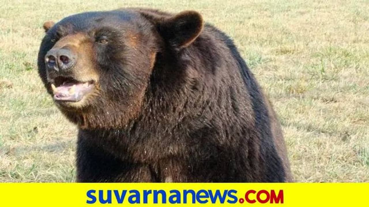 ಗಂಗಾವತಿ ನಗರದೊಳಗೆ ನುಗ್ಗಿದ ಕರಡಿ: ಮೂವರ ಮೇಲೆ ದಾಳಿ, ಬೆಚ್ಚಿಬಿದ್ದ ಜನತೆ