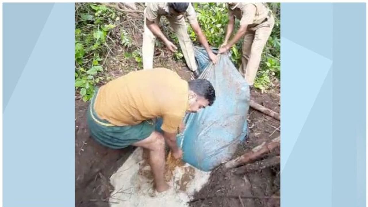 പ്ലാസ്റ്റിക്ക് കവറുകളിലാക്കി കുഴികളില് കോട; പെരിങ്ങമലയില് നിന്ന് നാലായിരം ലിറ്റര് പിടികൂടി പ്ലാസ്റ്റിക്ക് കവറുകളിലാക്കി കുഴികളില് കോട; പെരിങ്ങമലയില് നിന്ന് നാലായിരം ലിറ്റര് പിടികൂടി