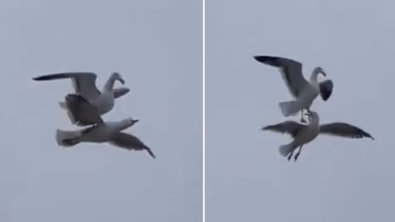 ചിറകടിക്കാതെ പറക്കാം; കിടിലന്‍ വിദ്യയുമായി കടൽക്കാക്കയുടെ സവാരി; വീഡിയോ വൈറല്‍