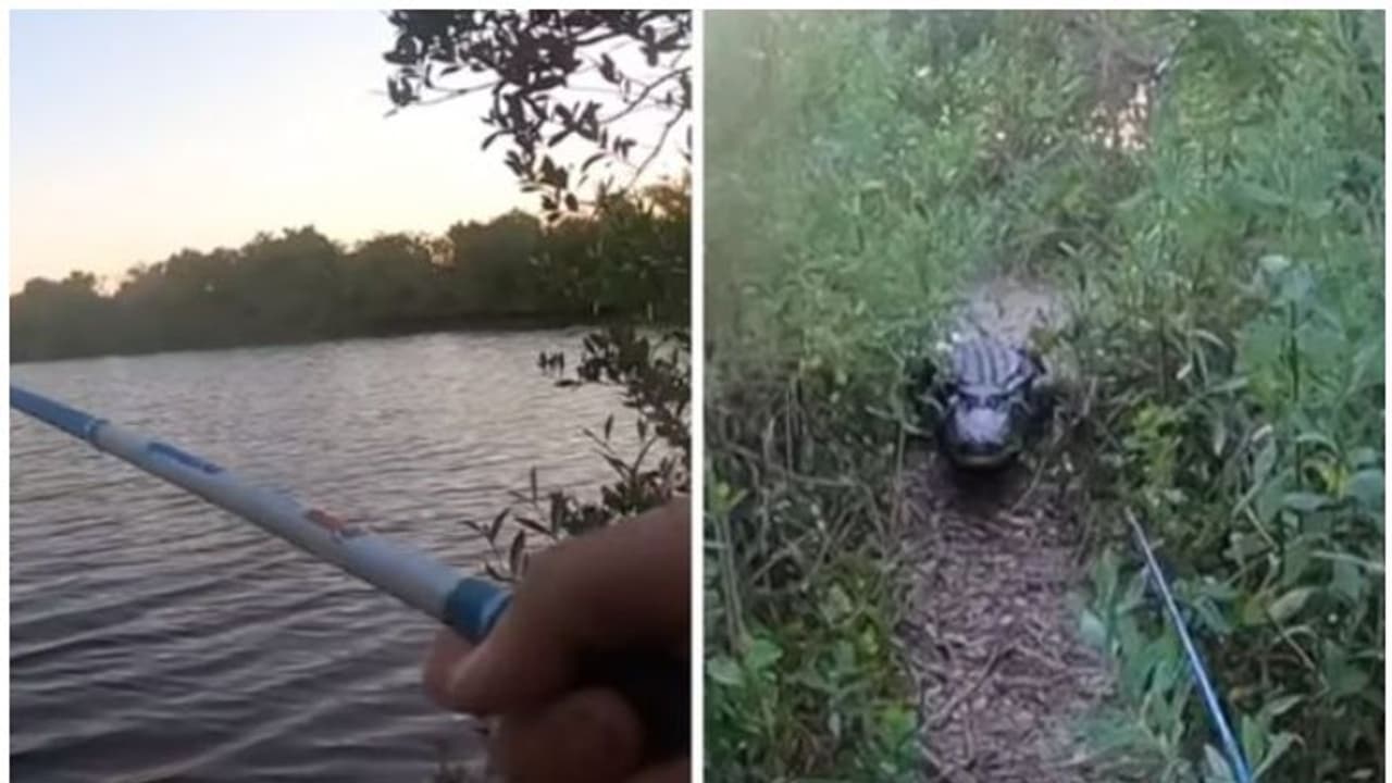 ചൂണ്ടയിടുന്നതിനിടെ പൊങ്ങി വന്നത് കൂറ്റൻ ചീങ്കണ്ണി, വെെറലായി വീഡിയോ