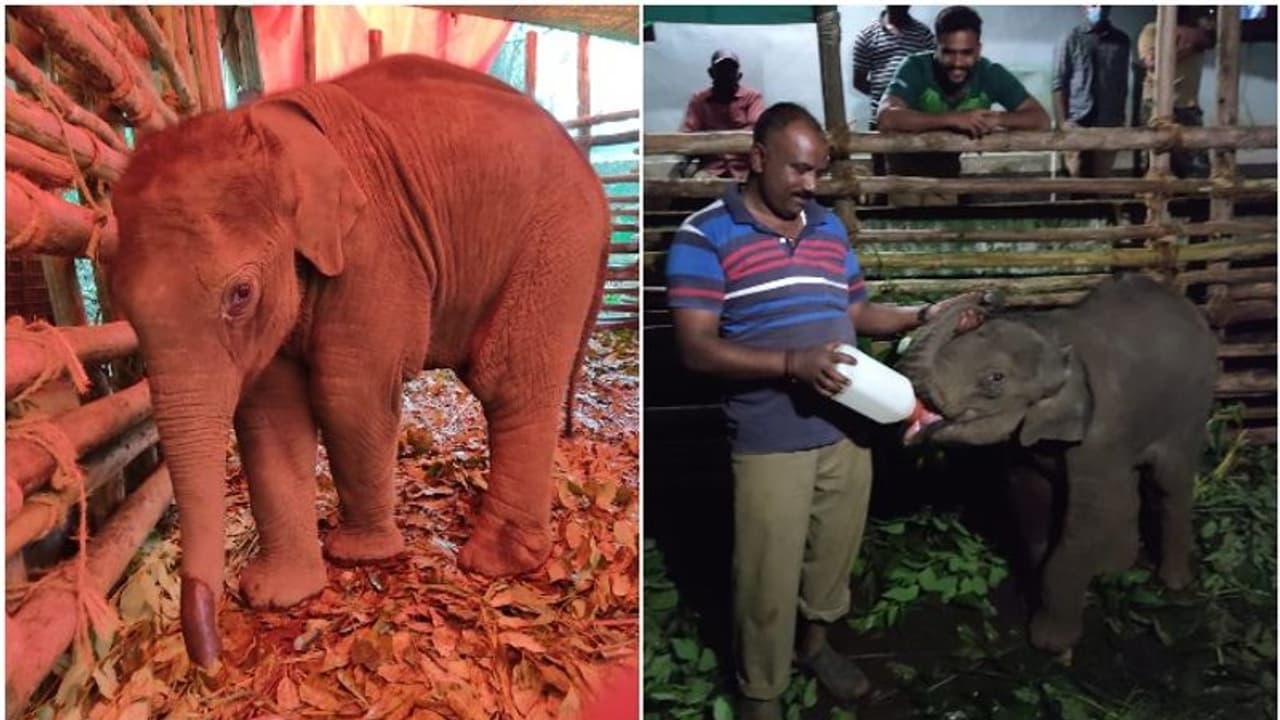 പുലിയുടെ ആക്രമണത്തില് പരിക്കേറ്റ കുട്ടിയാനയ്ക്ക് ഇനി പരിചരണം തിരുവനന്തപുരത്ത് പുലിയുടെ ആക്രമണത്തില് പരിക്കേറ്റ കുട്ടിയാനയ്ക്ക് ഇനി പരിചരണം തിരുവനന്തപുരത്ത്