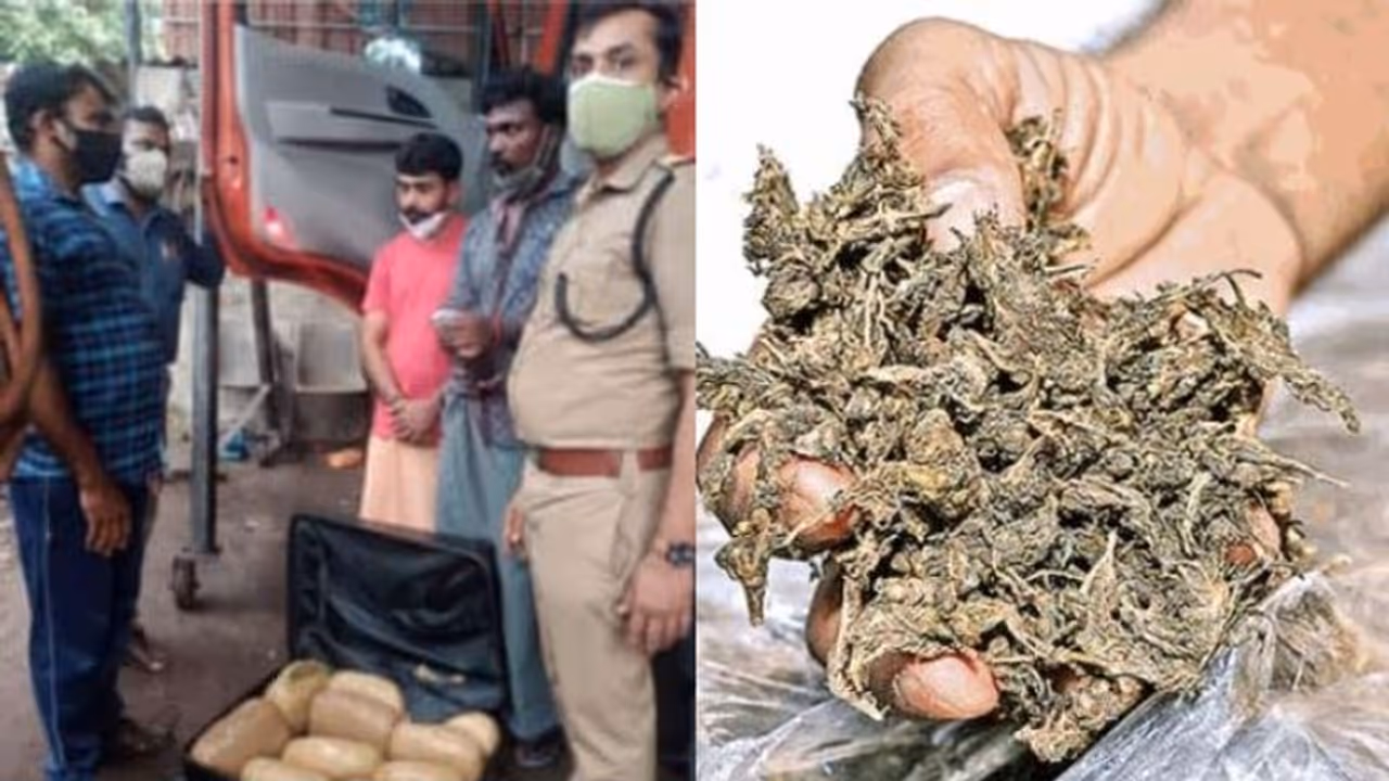 തമിഴ്‌നാട്ടിൽ നിന്നു കണ്ടെയ്നർ ലോറിയിൽ എത്തിച്ച കഞ്ചാവ് പിടികൂടി