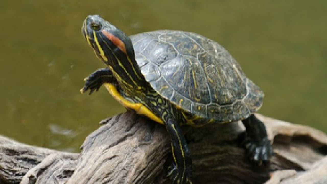 ഫ്ളാറ്റില് നിന്ന് വീണ് ആമ ചത്തു; ഉടമസ്ഥനെതിരെ പൊലീസ് കേസ് ഫ്ളാറ്റില് നിന്ന് വീണ് ആമ ചത്തു; ഉടമസ്ഥനെതിരെ പൊലീസ് കേസ്