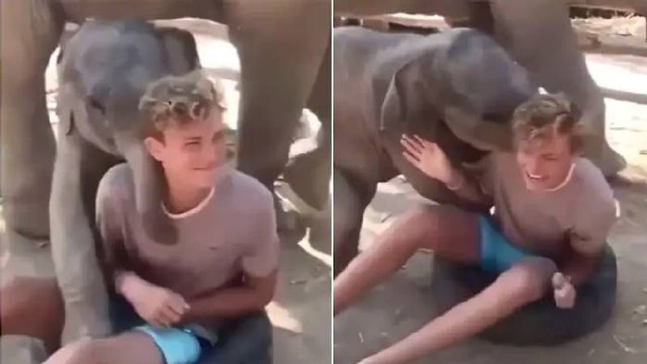 ഇവര് ശരിക്കും സുഹൃത്തുക്കളാണോ? കുട്ടിയാനയുമായി കളിക്കുന്ന യുവാവ്; വീഡിയോ വൈറല് ഇവര് ശരിക്കും സുഹൃത്തുക്കളാണോ? കുട്ടിയാനയുമായി കളിക്കുന്ന യുവാവ്; വീഡിയോ വൈറല്