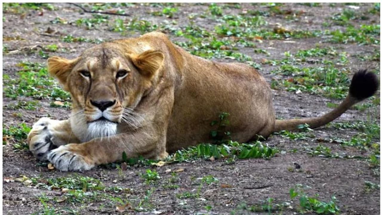 ജയ്പൂർ മൃഗശാലയിലെ സിംഹത്തിന് കൊവിഡ് ബാധ സ്ഥിരീകരിച്ചു ജയ്പൂർ മൃഗശാലയിലെ സിംഹത്തിന് കൊവിഡ് ബാധ സ്ഥിരീകരിച്ചു