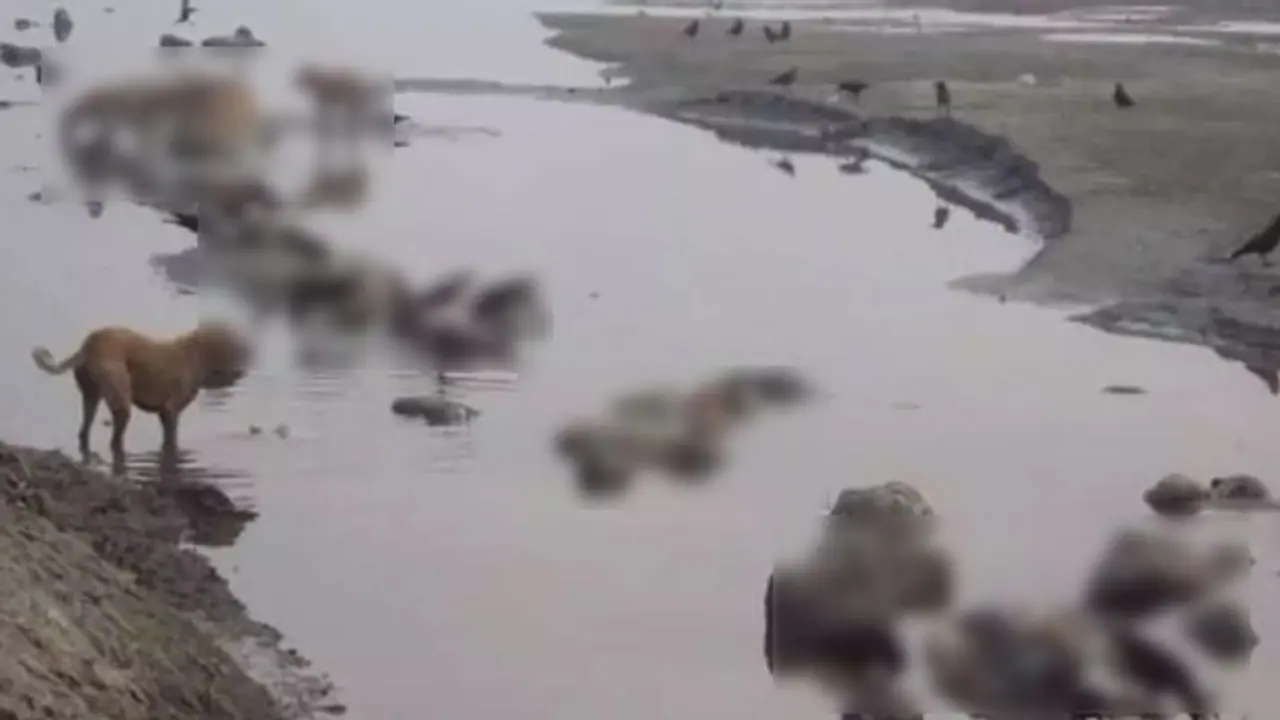 గంగానదిలో మృతదేహాలు: కేంద్రానికి ఎన్‌హెచ్ఆర్‌సీ నోటీసులు