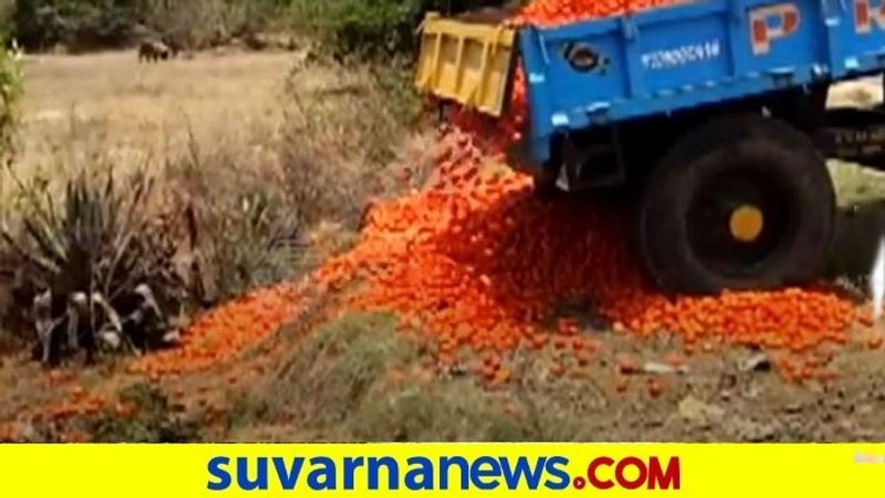 ಟೊಮೆಟೋ ಬೆಳೆದು ಕಣ್ಣೀರಿಟ್ಟ ರೈತರು : ಉತ್ಪಾದನೆಯಲ್ಲೂ ಏರಿಕೆ