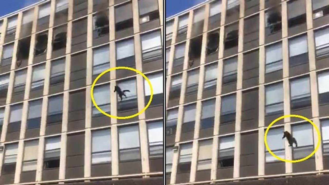 ಹೊತ್ತಿ ಉರಿದ ಅಪಾರ್ಟ್‌ಮೆಂಟ್‌ನ 5ನೇ ಮಹಡಿಯಿಂದ ಜಿಗಿದು ಪ್ರಾಣ ಉಳಿಸಿಕೊಂಡ ಬೆಕ್ಕು!