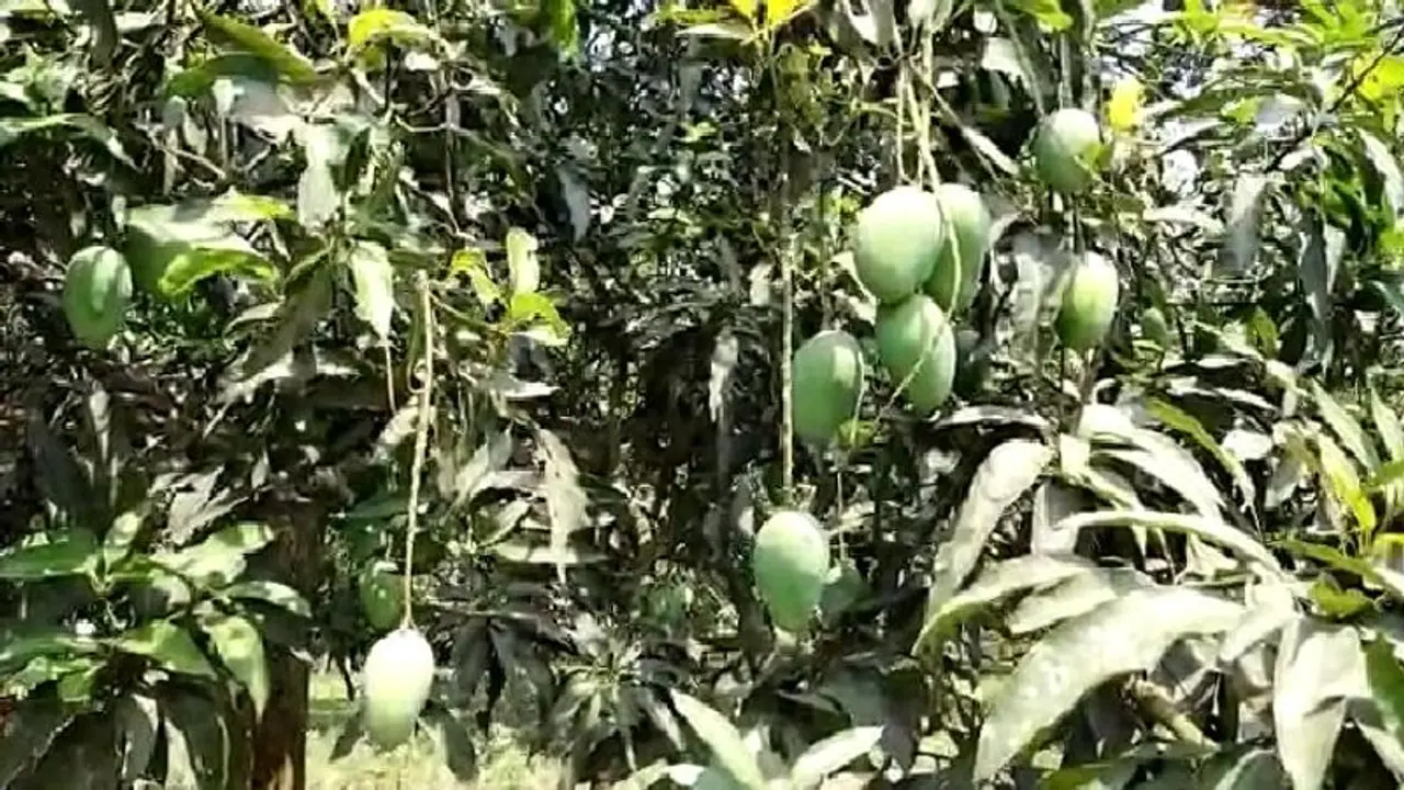 সরকারি নির্দেশে রাজ্য জুড়ে লকডাউন, চরম ক্ষতির মুখে আমচাষীরা সরকারি নির্দেশে রাজ্য জুড়ে লকডাউন, চরম ক্ষতির মুখে আমচাষীরা