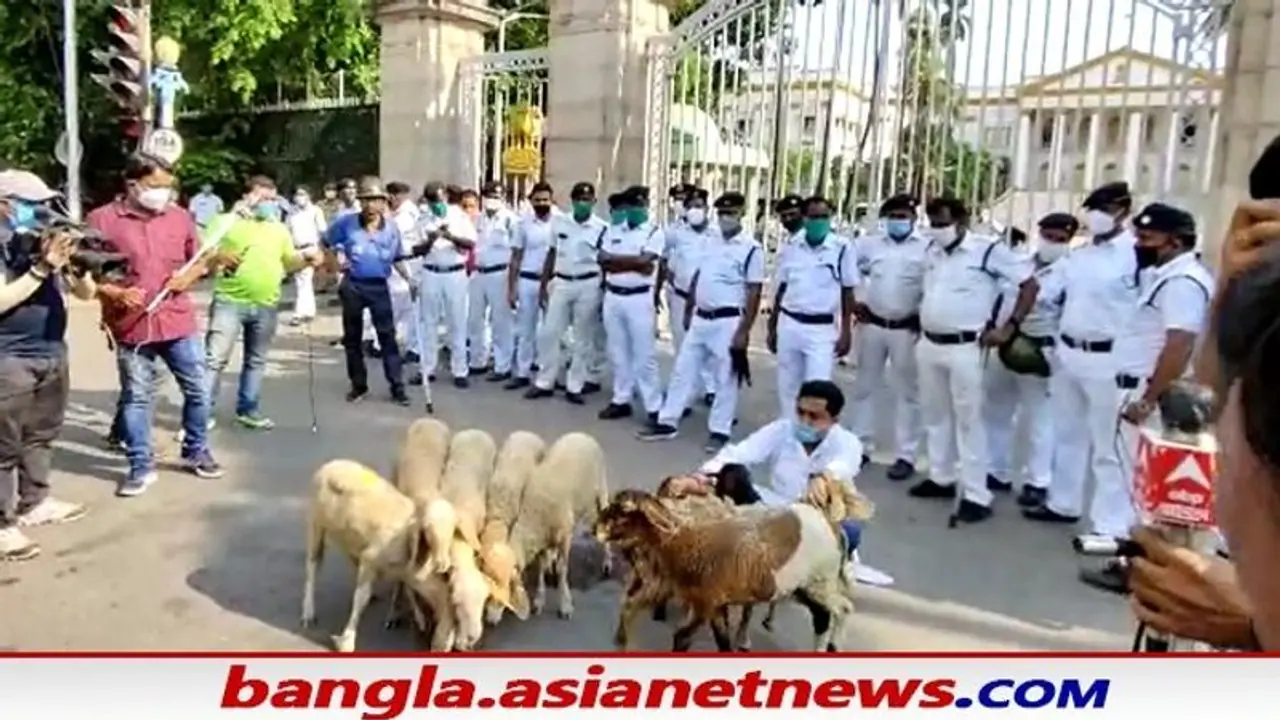 রাজ ভবনের সামনে ভেড়ার পাল , করোনাকালে নারদকাণ্ডে গ্রেফতারি ইস্যুতে অভিনব প্রতিবাদ