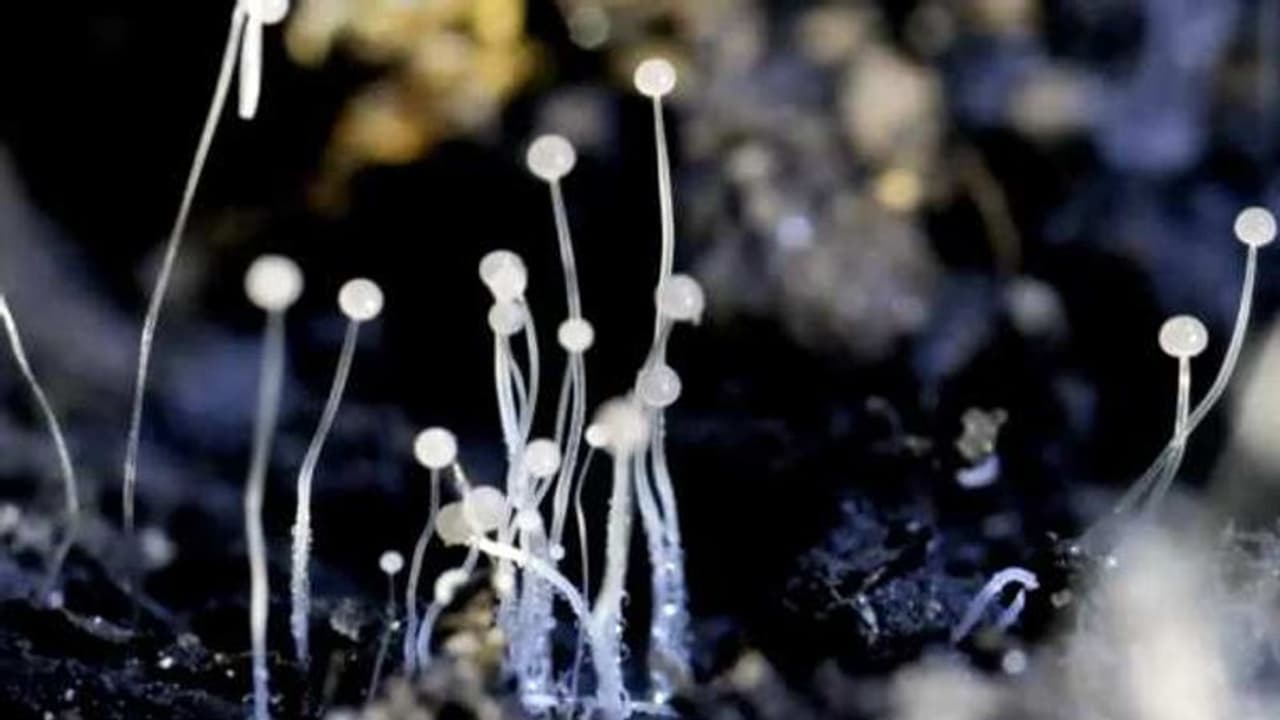 ಬ್ಲ್ಯಾಕ್‌ ಆಯ್ತು ಈಗ ಅದಕ್ಕೂ ಭಯಾನಕ ವೈಟ್ ಫಂಗಸ್ ಕಾಟ : ಯಾರಿಗೆ ಅಪಾಯ