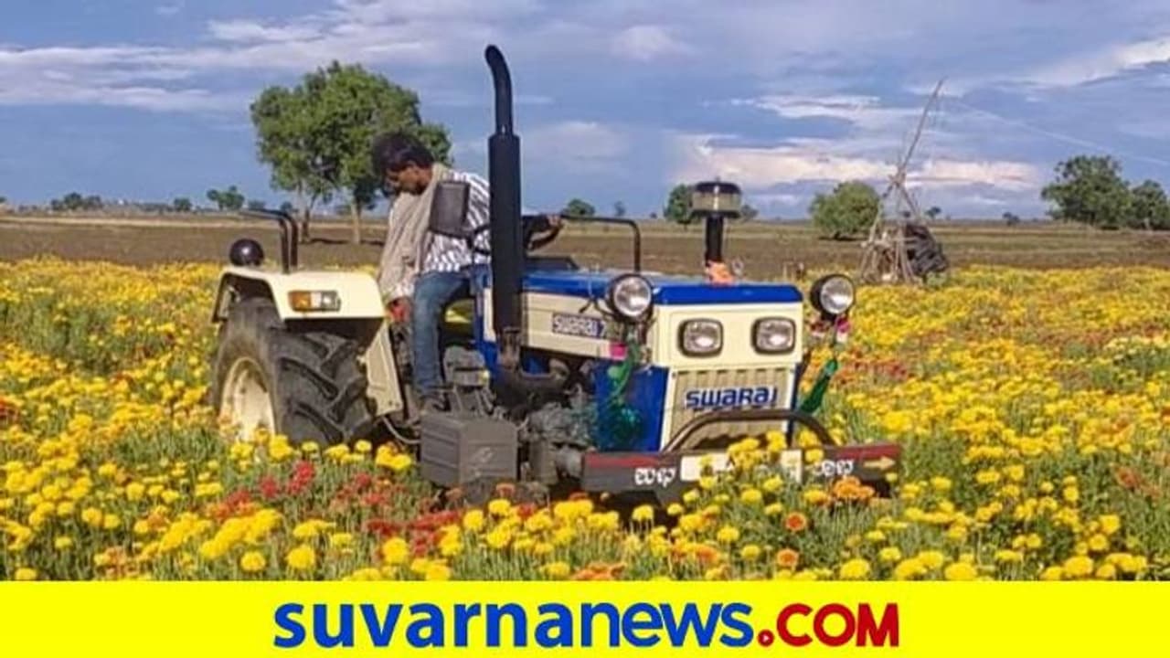 ಹಾವೇರಿ: ಬೆಲೆ ಸಿಗದೇ ಸೇವಂತಿ ಹೂವು ಬೆಳೆ ನಾಶಪಡಿಸಿದ ರೈತ