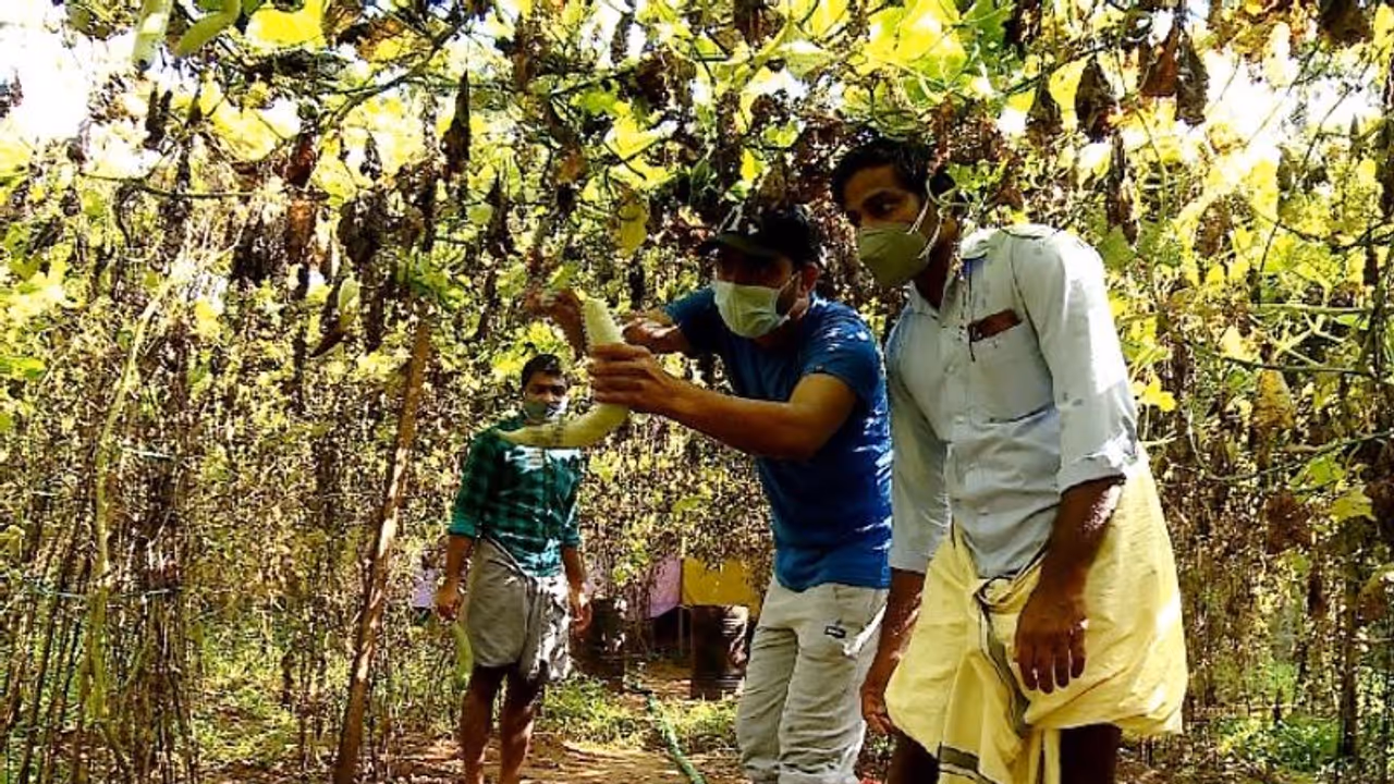 കൊവിഡ് ബാധിച്ച കർഷകന് കൈത്താങ്ങ്, പച്ചക്കറി വിളവെടുത്ത് ചില്ലറ വിൽപ്പനയും നടത്തി ഡിവൈഎഫ്ഐ കൊവിഡ് ബാധിച്ച കർഷകന് കൈത്താങ്ങ്, പച്ചക്കറി വിളവെടുത്ത് ചില്ലറ വിൽപ്പനയും നടത്തി ഡിവൈഎഫ്ഐ