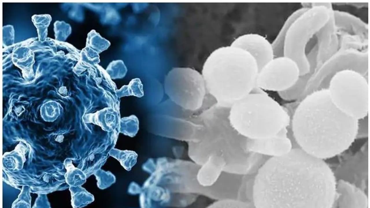 എന്താണ് 'വെെറ്റ് ഫംഗസ്'; ആർക്കൊക്കെ പിടിപെടാം? എന്താണ് 'വെെറ്റ് ഫംഗസ്'; ആർക്കൊക്കെ പിടിപെടാം?