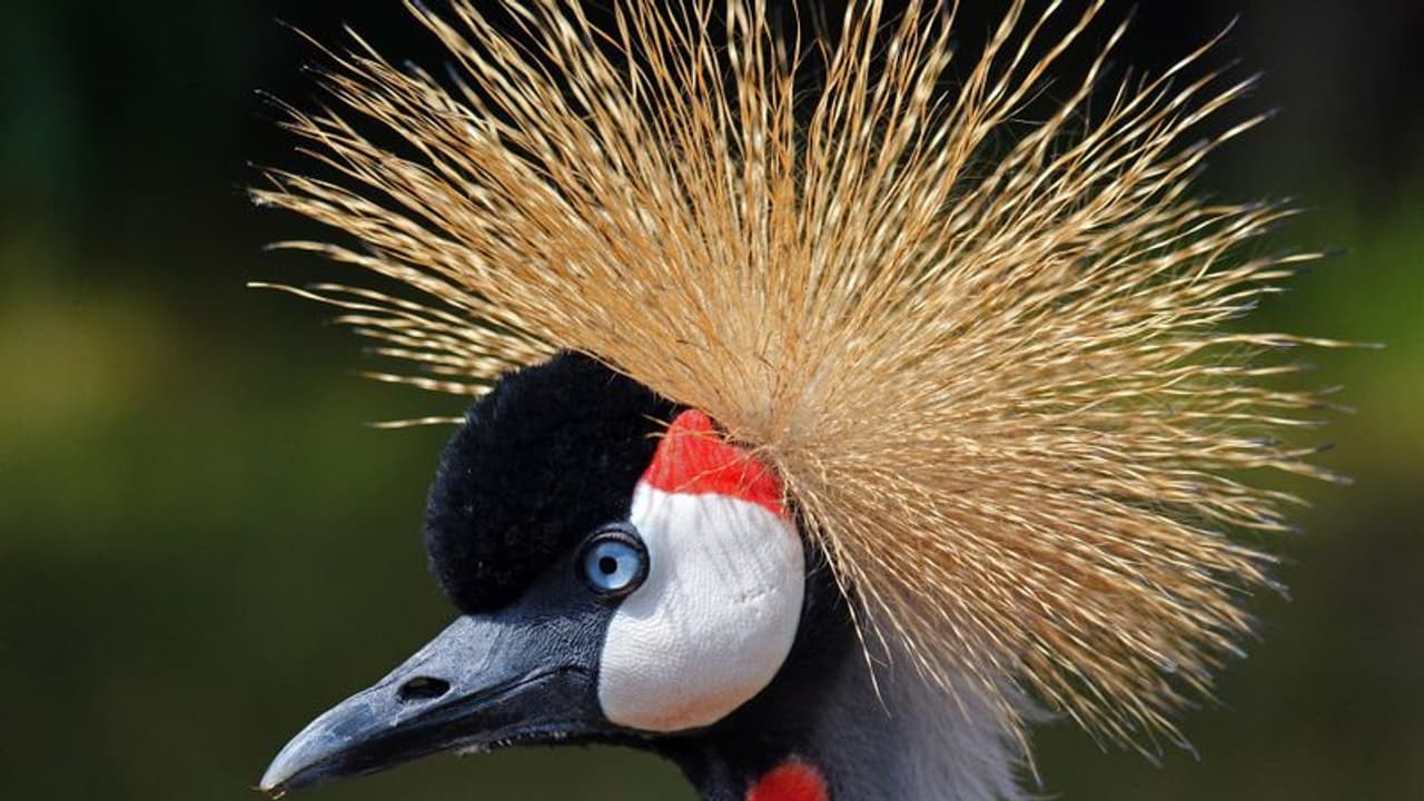 ലോകത്ത് ഏറ്റവും കൂടുതലുള്ള പക്ഷി ഏതാണെന്ന് അറിയാമോ? ലോകത്ത് ഏറ്റവും കൂടുതലുള്ള പക്ഷി ഏതാണെന്ന് അറിയാമോ?