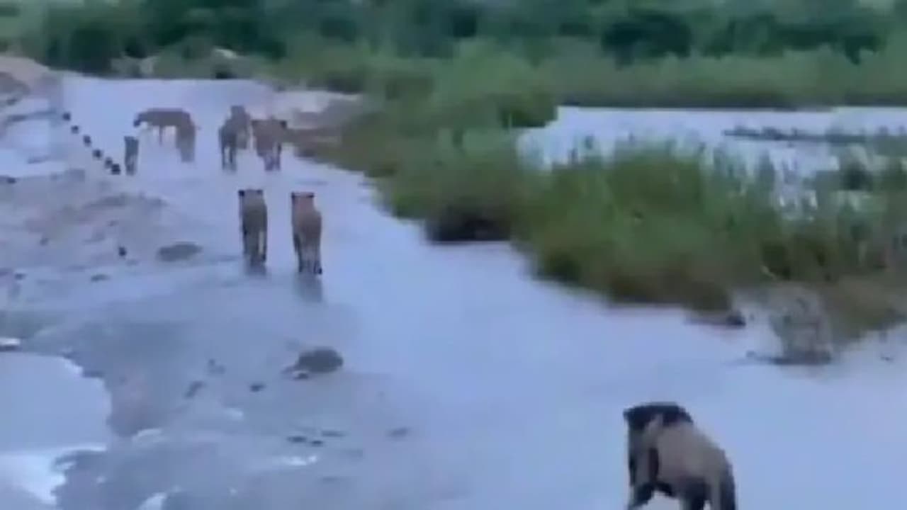 ടൗട്ടെ ചുഴലിക്കാറ്റ് സമയത്ത് അലഞ്ഞുതിരിയുന്ന സിംഹങ്ങളല്ല; വീഡിയോയുടെ സത്യാവസ്ഥ ഇങ്ങനെ... ടൗട്ടെ ചുഴലിക്കാറ്റ് സമയത്ത് അലഞ്ഞുതിരിയുന്ന സിംഹങ്ങളല്ല; വീഡിയോയുടെ സത്യാവസ്ഥ ഇങ്ങനെ...