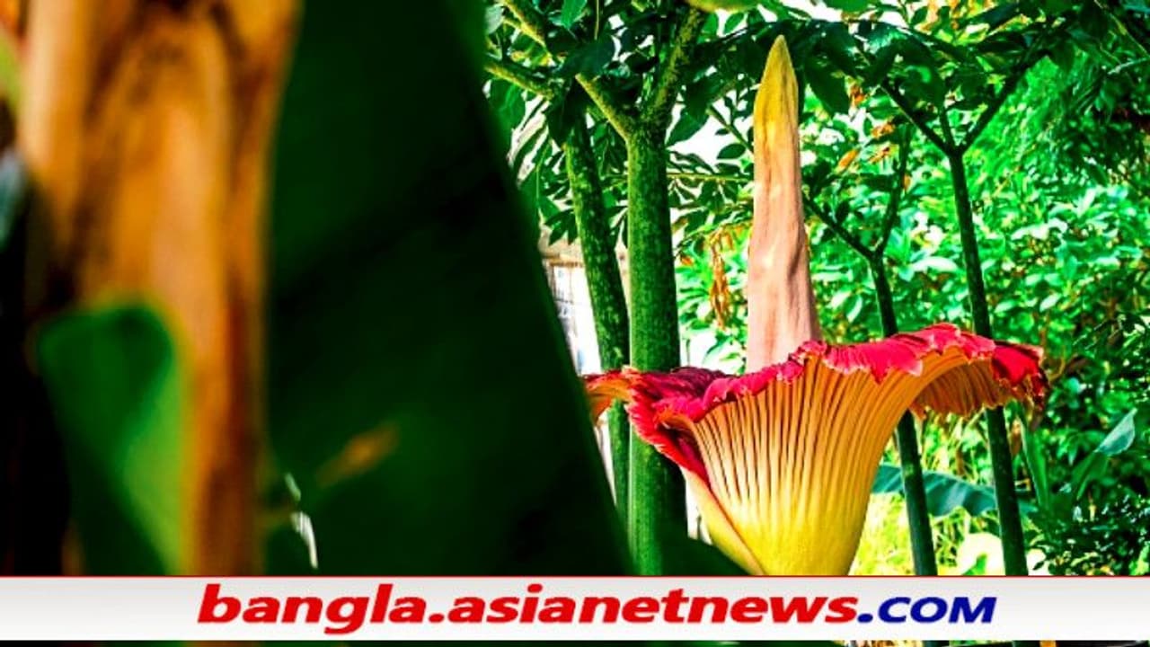 আধমাইল দূর থেকে পাওয়া যায় লাশ পচা গন্ধ, উচ্চতা ১৫ ফুট এ আবার কেমন ফুল