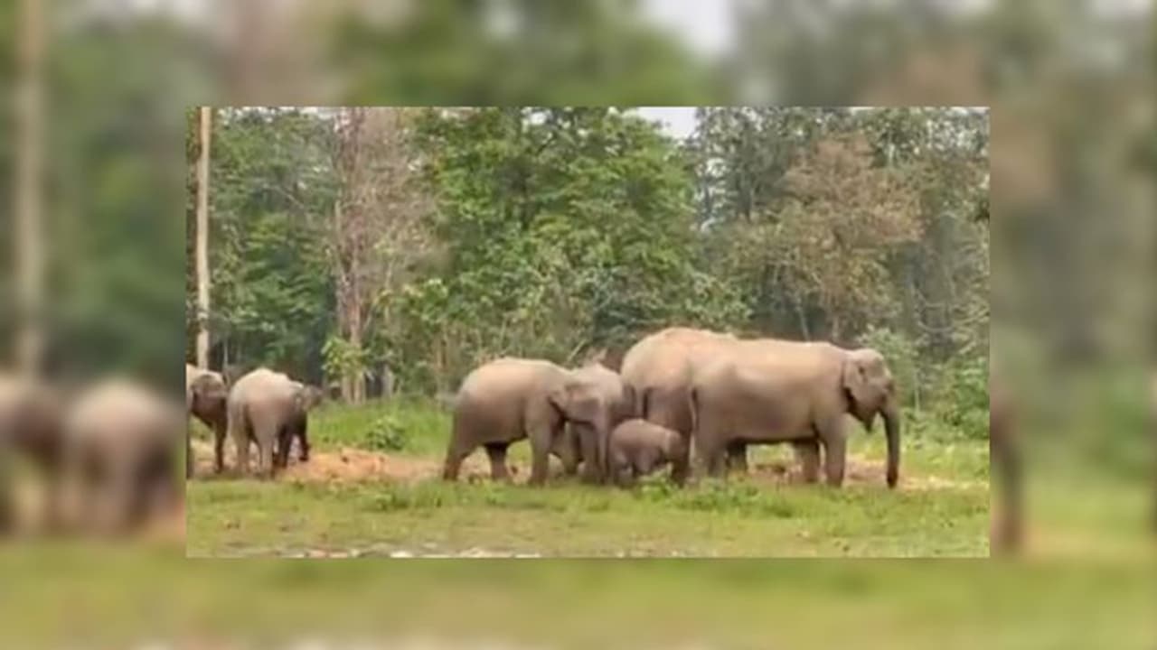 সাতসকালে প্রাতঃভ্রমণে হাতির পরিবার, ভিডিও ভাইরাল সোশ্যাল মিডিয়ায়