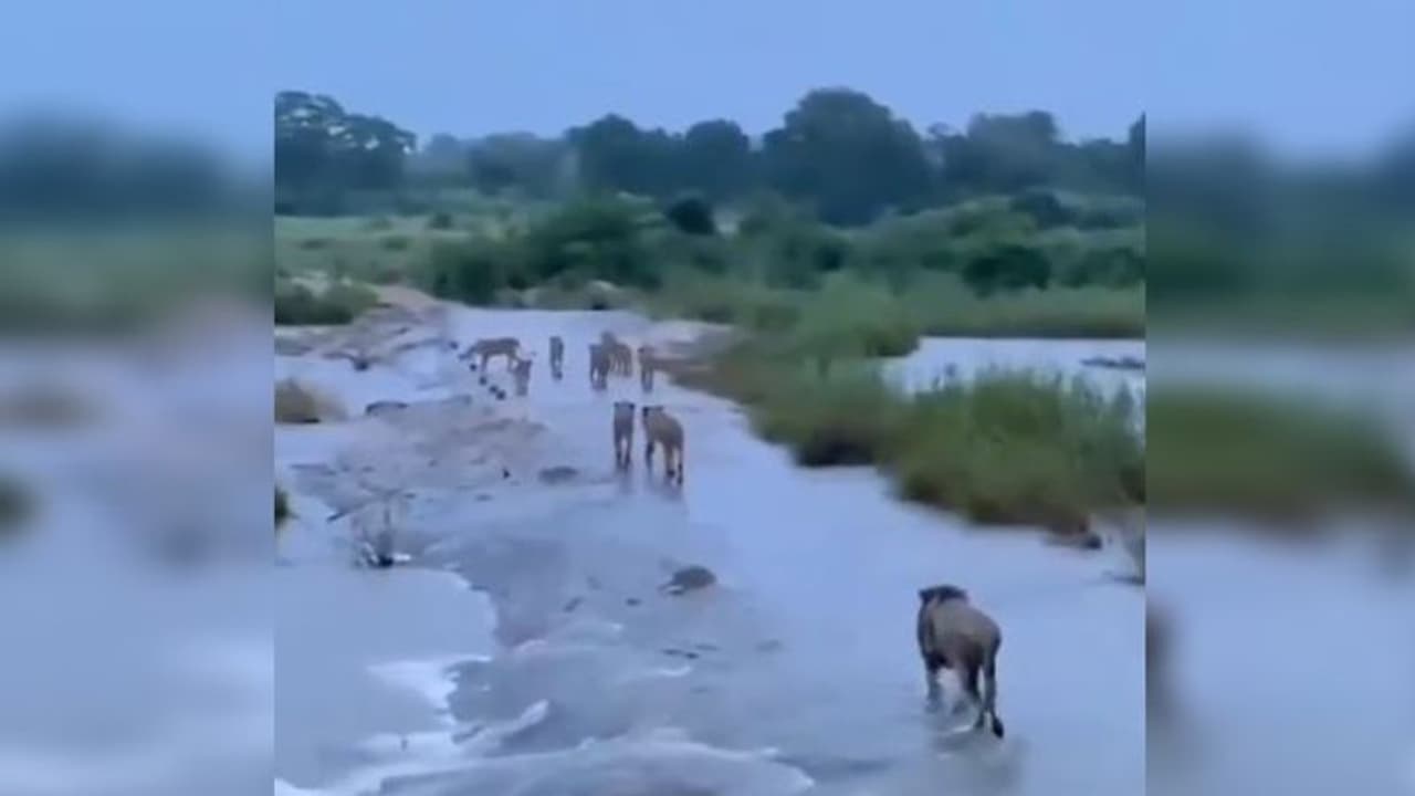 জলে ভেসে যাচ্ছে চারপাশ, তার মধ্যে দিয়েই এগিয়ে চলেছে একদল সিংহ, ঘূর্ণিঝড় 'Tauktae' র পরে ভাইরাল এই ভিডিও