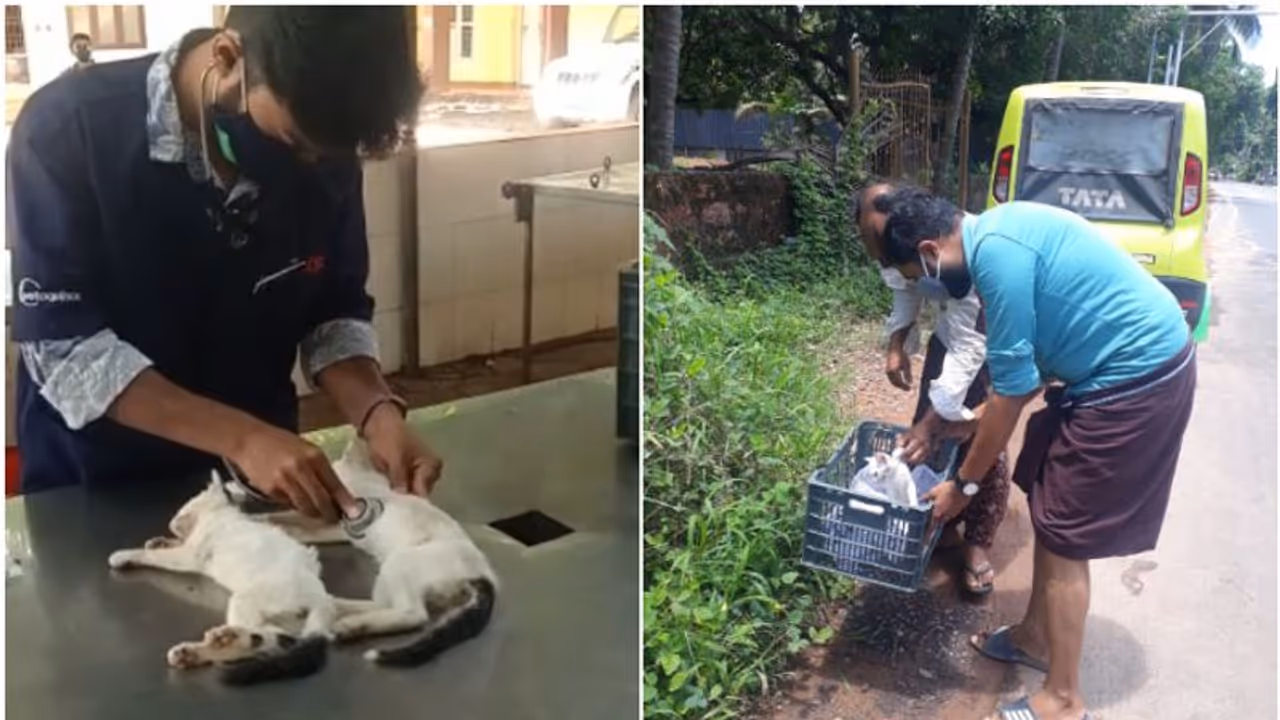 ഓടിക്കൊണ്ടിരുന്ന കാറിൽ നിന്ന് പൂച്ചക്കുഞ്ഞുങ്ങളെ റോഡിലേക്കെറിഞ്ഞു; കൊടും ക്രൂരത ഓടിക്കൊണ്ടിരുന്ന കാറിൽ നിന്ന് പൂച്ചക്കുഞ്ഞുങ്ങളെ റോഡിലേക്കെറിഞ്ഞു; കൊടും ക്രൂരത