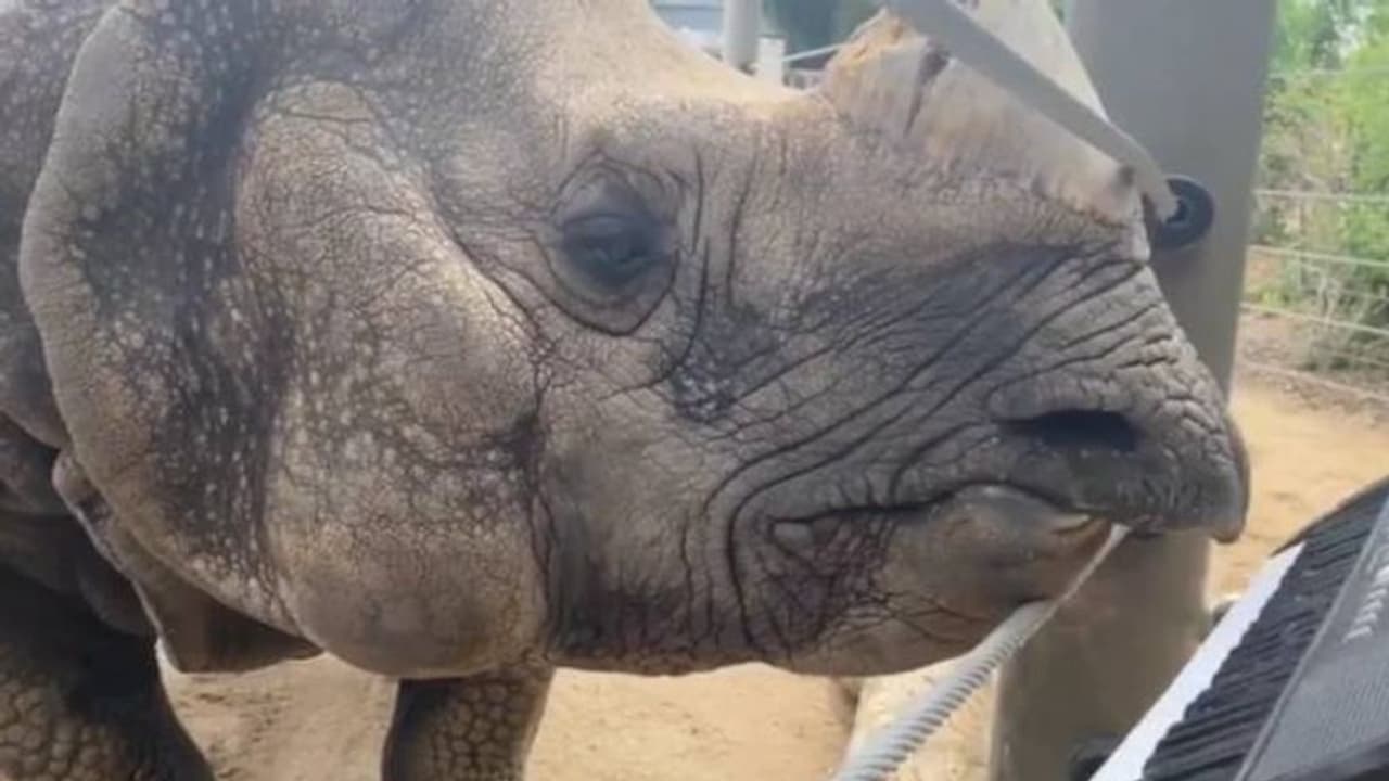 കീബോർഡ് വായിക്കുന്ന കാണ്ടാമൃഗം; വൈറലായി വീഡിയോ കീബോർഡ് വായിക്കുന്ന കാണ്ടാമൃഗം; വൈറലായി വീഡിയോ