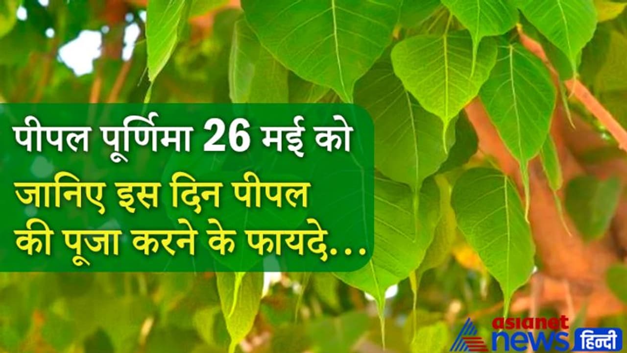 26 मई को वैशाख पूर्णिमा पर करें पीपल के ये आसान उपाय, दूर हो सकते हैं ग्रह और पितृ दोष 26 मई को वैशाख पूर्णिमा पर करें पीपल के ये आसान उपाय, दूर हो सकते हैं ग्रह और पितृ दोष