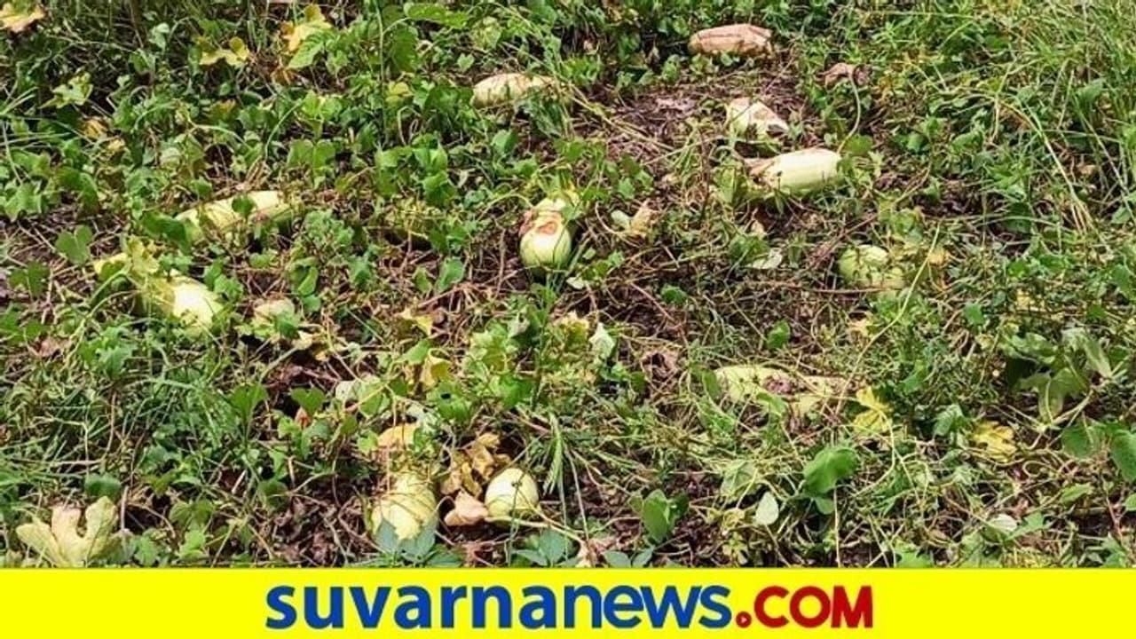 ಕೊರೋನಾದಿಂದ ಕಂಗೆಟ್ಟ ಮಂಡ್ಯ ರೈತ : ಹೊಲದಲ್ಲೇ ಕೊಳೆಯುತ್ತಿದೆ ಸೌತೆಕಾಯಿ ಕೊರೋನಾದಿಂದ ಕಂಗೆಟ್ಟ ಮಂಡ್ಯ ರೈತ : ಹೊಲದಲ್ಲೇ ಕೊಳೆಯುತ್ತಿದೆ ಸೌತೆಕಾಯಿ