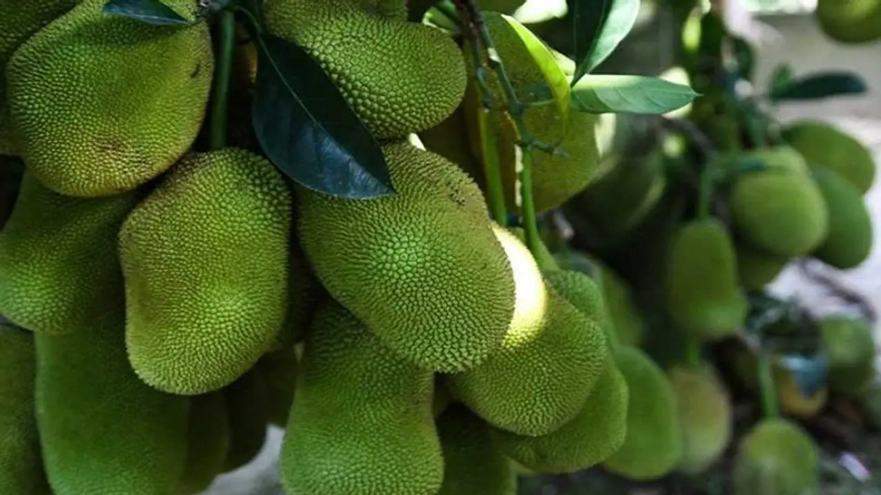 लंदन निर्यात की गई यहां की कटहल, असम से अमेरिका भेजा गया चाल चावल लंदन निर्यात की गई यहां की कटहल, असम से अमेरिका भेजा गया चाल चावल