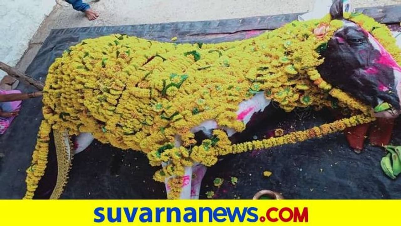 ಗೋಕಾಕ: ದೈವ ಕುದುರೆ ಅಂತ್ಯಕ್ರಿಯೆಯಲ್ಲಿ ಸಾವಿರಾರು ಜನರು ಭಾಗಿ, ಮರಡಿಮಠ ಸೀಲ್‌ಡೌನ್‌