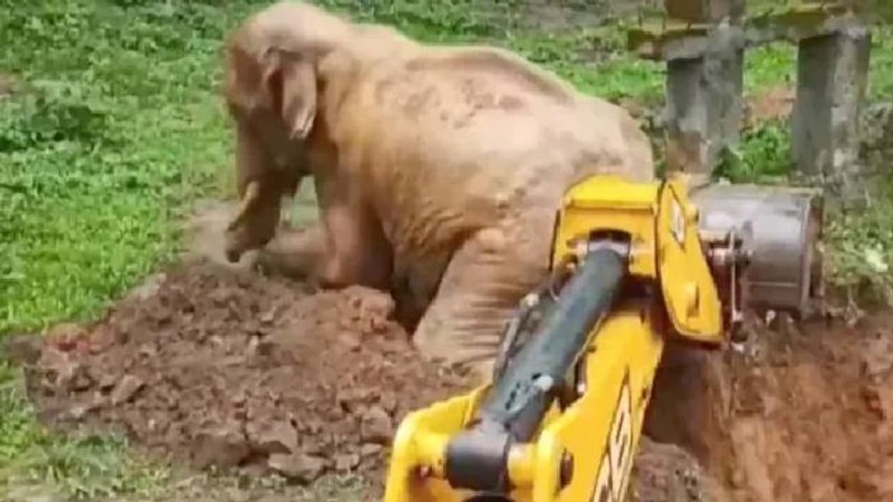 കുഴിയില് വീണ കാട്ടാനയെ മുകളിലേയ്ക്ക് കയറ്റി; ജെസിബിയോട് കാട്ടാനയുടെ 'നന്ദിപ്രകടനം'; വീഡിയോ വൈറല് കുഴിയില് വീണ കാട്ടാനയെ മുകളിലേയ്ക്ക് കയറ്റി; ജെസിബിയോട് കാട്ടാനയുടെ 'നന്ദിപ്രകടനം'; വീഡിയോ വൈറല്