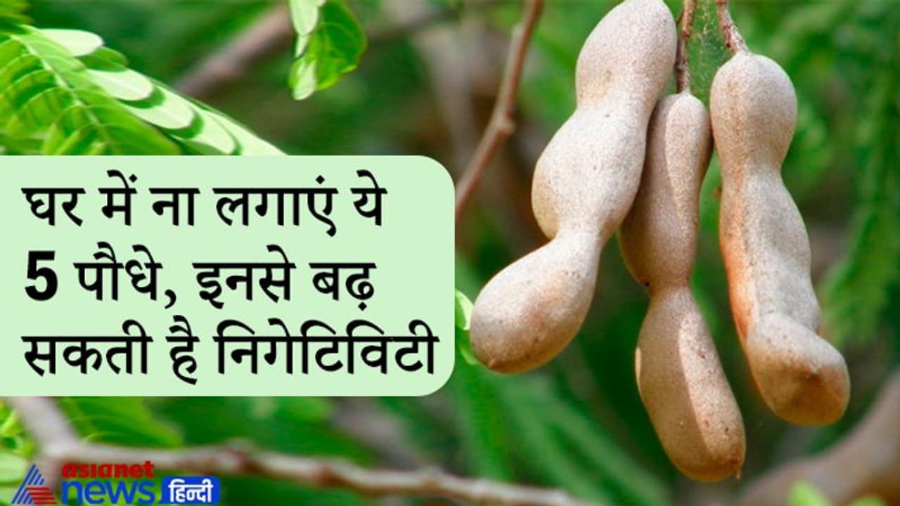 घर के आंगन में या आस पास नहीं लगाने चाहिए ये पौधे, इनसे बढ़ सकती है निगेटिविटी