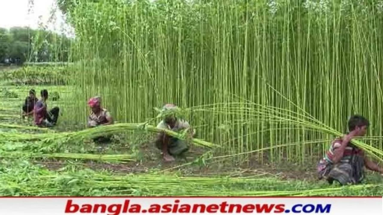 ঘূর্ণিঝড় আসার আগেই পাট চাষীদের হাহাকার, সরকারের বিরুদ্ধে অভিযোগ দিশেহারা পরিবারদের